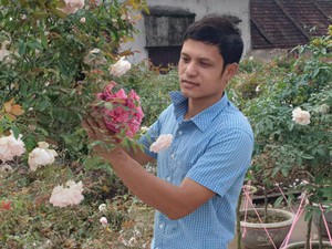 Ninh Bình: Trồng hoa hồng cổ bán Tết, 9X bỏ túi trăm triệu đồng