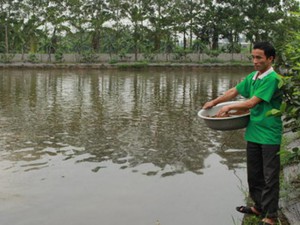 Nông dân làm ăn khấm khá qua liên kết sản xuất nhờ Quỹ Hội