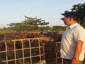 Ông tỷ phú "du mục" chăn đàn trâu hơn 200 con ở tỉnh Phú Yên