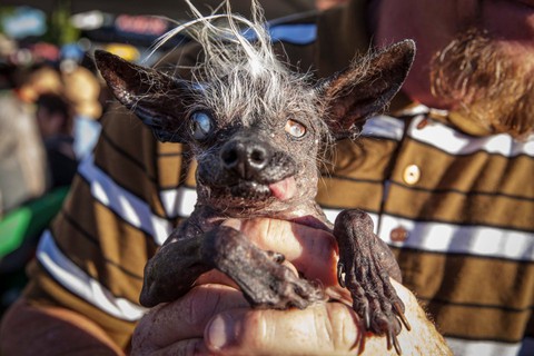 Chú chó xấu nhất thế giới “ẵm” 33 triệu đồng tiền thưởng