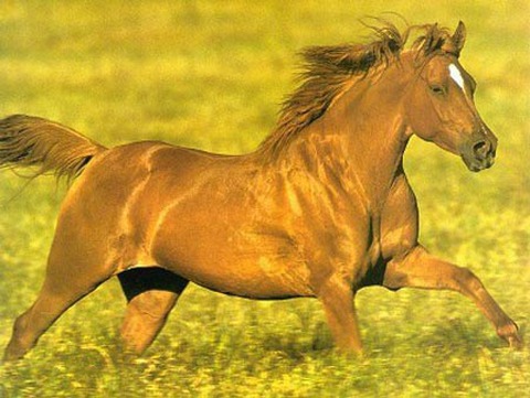 Ngựa đẹp, Tranh vẽ ngựa, Ngựa