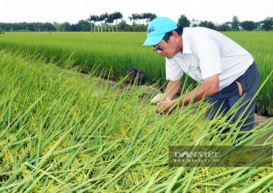 Kỹ sư Hồ Quang Cua: Cần xử lý nghiêm việc lấy lúa lương thực làm giống - Ảnh 4.