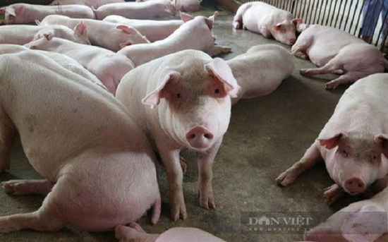 TT-Huế: Xả thải vượt quy chuẩn 4.800 lần, chủ trang trại lợn bị xử phạt  - Ảnh 1.