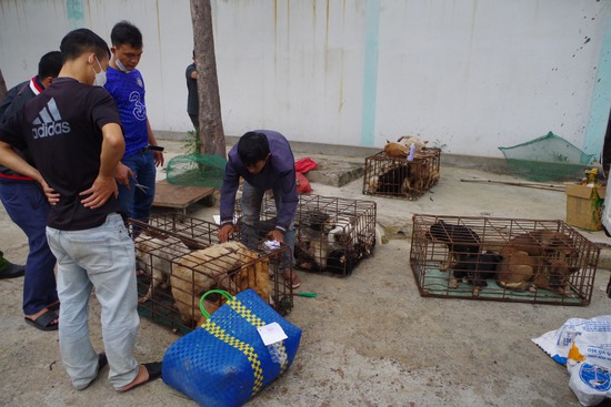 Bắt nhóm đối tượng trộm chó và ông chủ chuyên thu mua chó trộm - Ảnh 1.