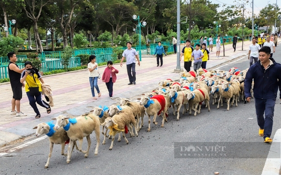 Du khách thích thú với màn “catwalk” độc – lạ của hàng trăm con cừu dưới đường phố Ninh Thuận - Ảnh 1.