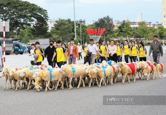 Du khách thích thú với màn “catwalk” độc – lạ của hàng trăm con cừu dưới đường phố Ninh Thuận - Ảnh 2.