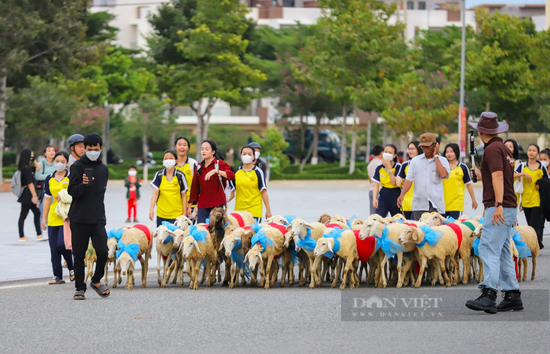 Du khách thích thú với màn “catwalk” độc – lạ của hàng trăm con cừu dưới đường phố Ninh Thuận - Ảnh 3.