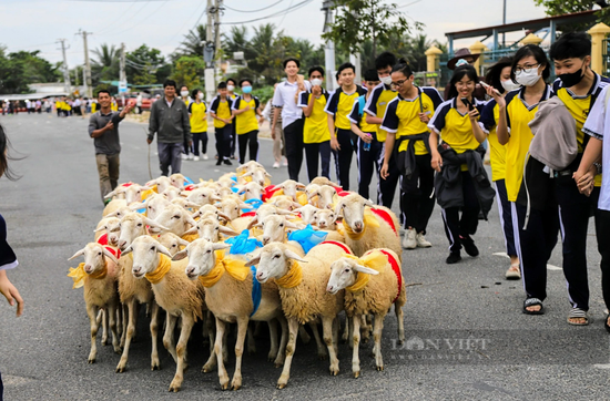 Du khách thích thú với màn “catwalk” độc – lạ của hàng trăm con cừu dưới đường phố Ninh Thuận - Ảnh 4.