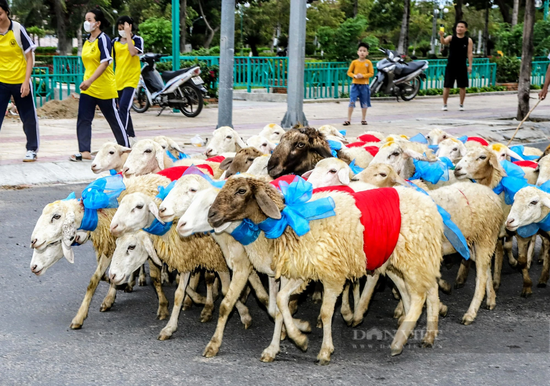 Du khách thích thú với màn “catwalk” độc – lạ của hàng trăm con cừu dưới đường phố Ninh Thuận - Ảnh 5.
