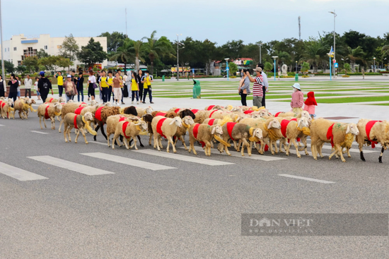 Du khách thích thú với màn “catwalk” độc – lạ của hàng trăm con cừu dưới đường phố Ninh Thuận - Ảnh 6.