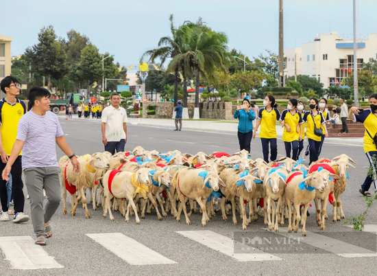 Du khách thích thú với màn “catwalk” độc – lạ của hàng trăm con cừu dưới đường phố Ninh Thuận - Ảnh 7.