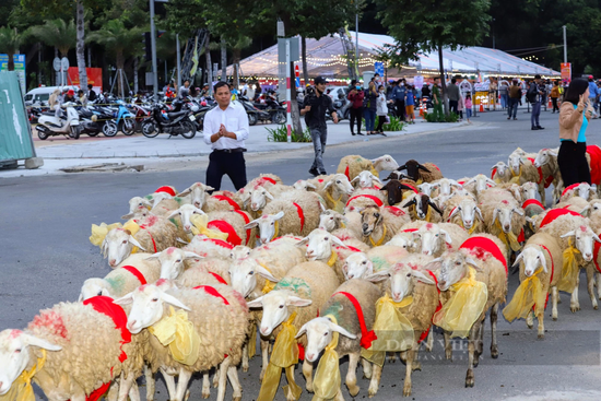 Du khách thích thú với màn “catwalk” độc – lạ của hàng trăm con cừu dưới đường phố Ninh Thuận - Ảnh 9.