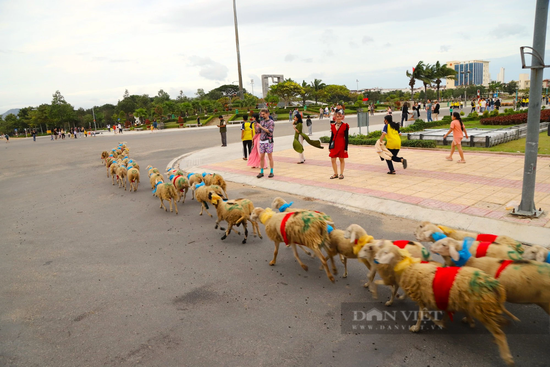 Du khách thích thú với màn “catwalk” độc – lạ của hàng trăm con cừu dưới đường phố Ninh Thuận - Ảnh 10.