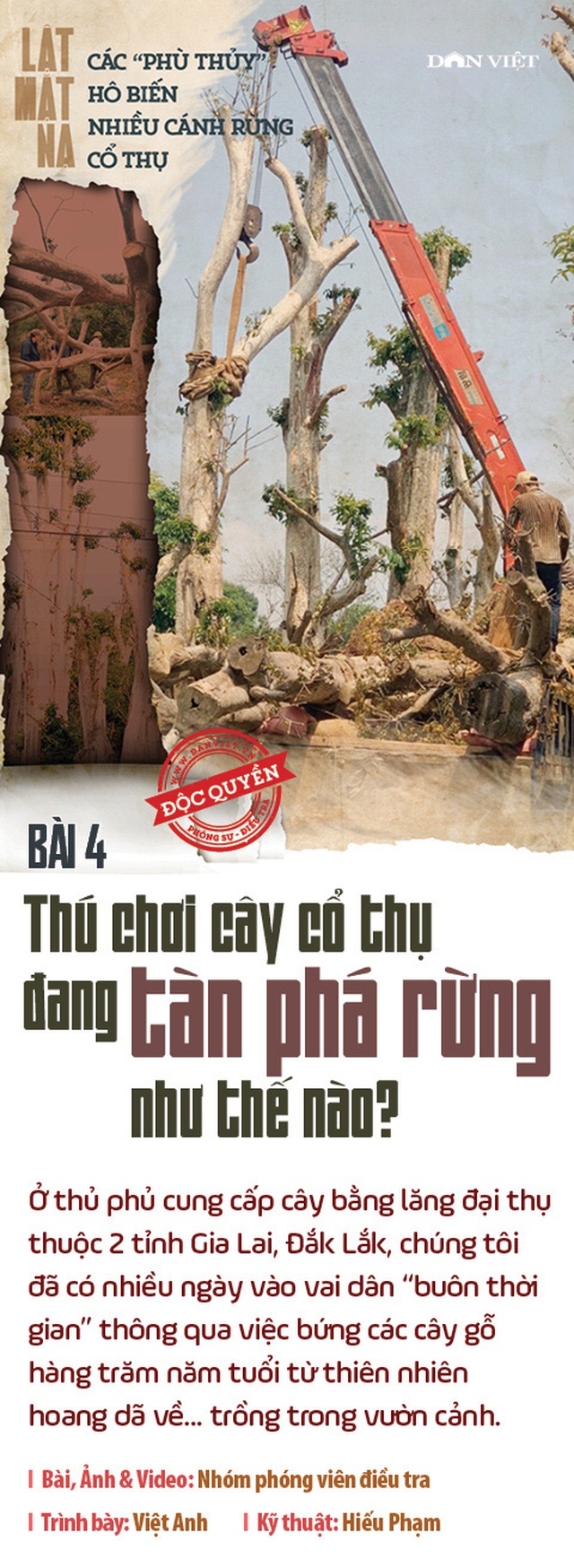 Khai thác và buôn bán cây cổ thụ làm cảnh