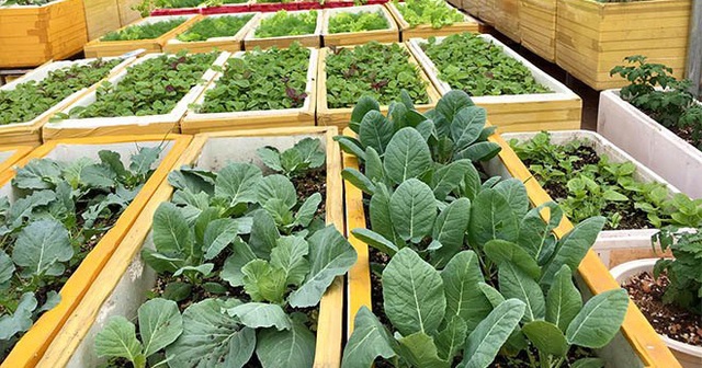 chống thấm sân thượng để trồng rau