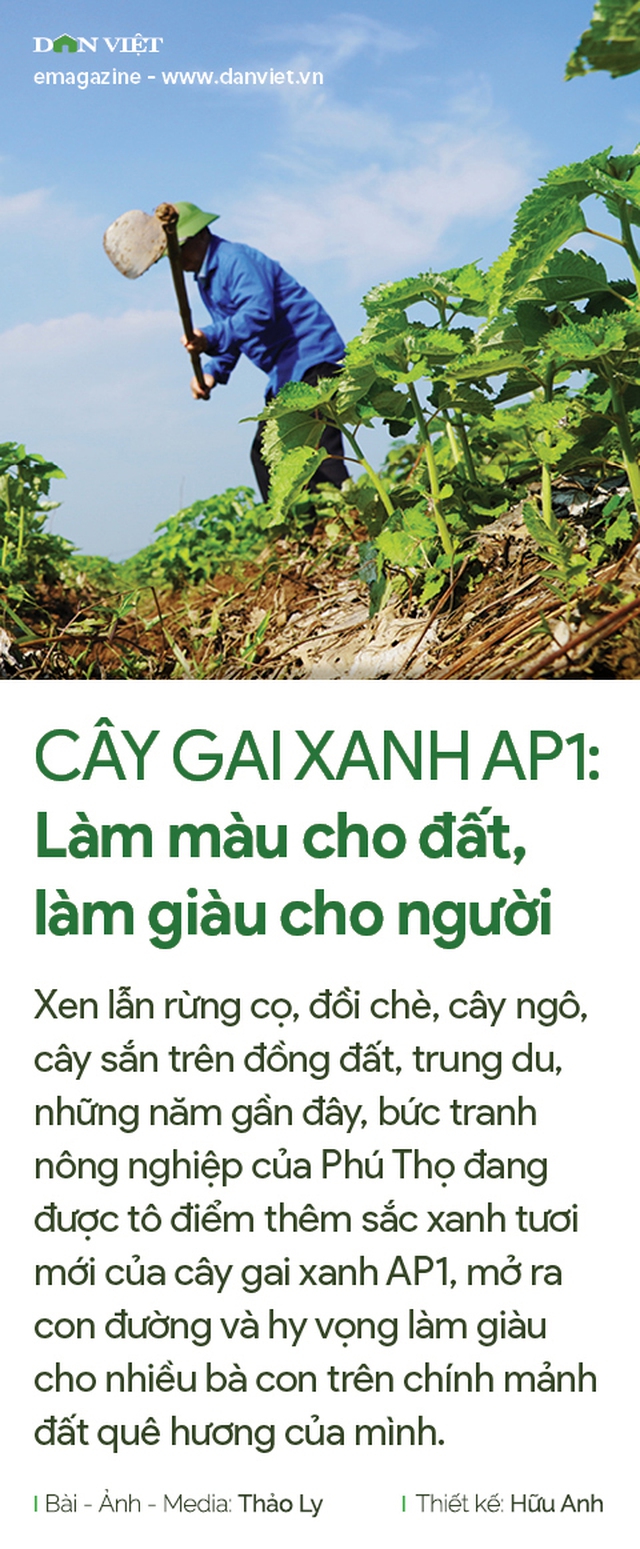 Cây Gai Xanh Ap1: Làm Màu Cho Đất, Làm Giàu Cho Người