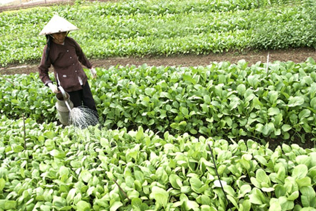 Nông nghiệp tự cung tự cấp nó là gì đặc điểm và các loại hình Làm vườn trên #10 Nông nghiệp tự cung tự cấp nó là gì đặc điểm và các loại hình Làm vườn trên