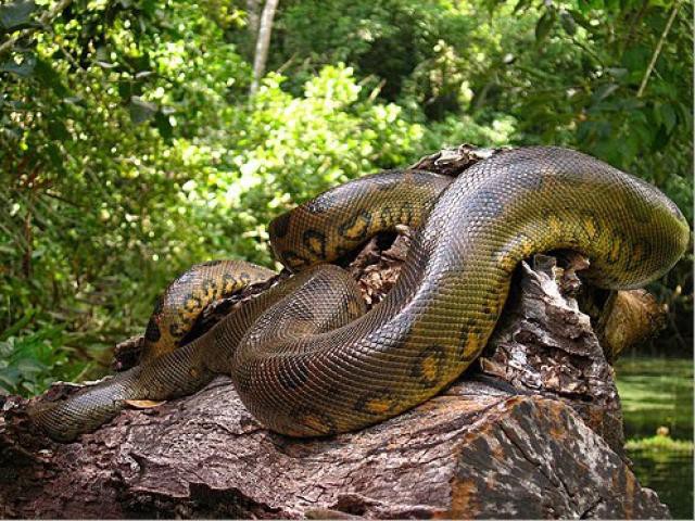 Chuyện dựng tóc gáy về rắn khổng lồ nặng tới vài trăm kg ở rừng U Minh