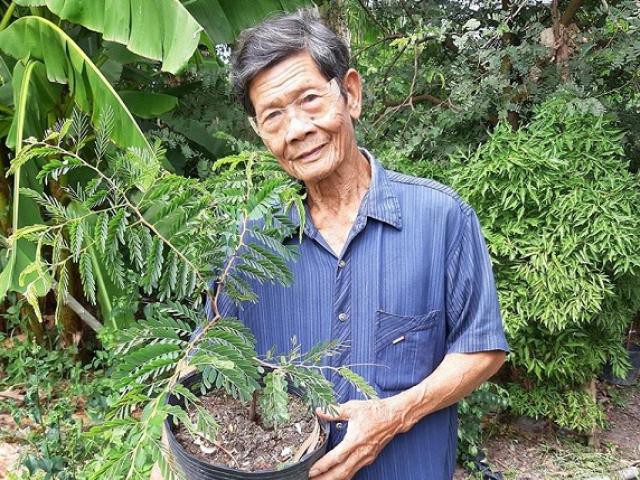 KỸ THUẬT TRỒNG VÀ CHĂM SÓC CÂY ME THÁI NHANONG24H #17 KỸ THUẬT TRỒNG VÀ CHĂM SÓC CÂY ME THÁI NHANONG24H