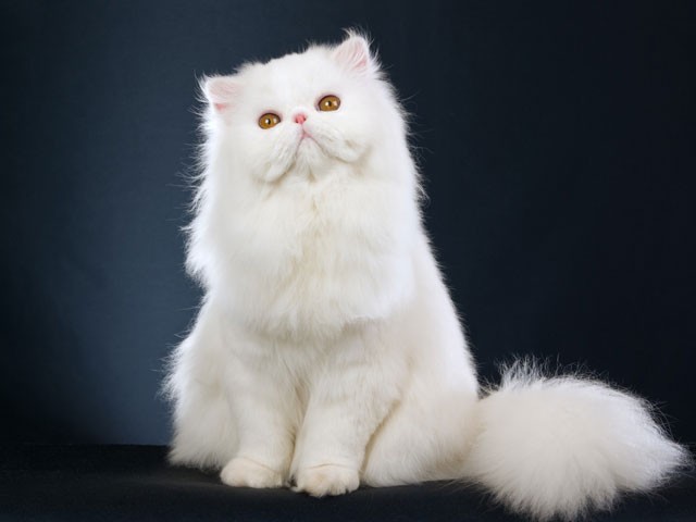 Tuyển tập 99 top 10 con mèo đẹp nhất thế giới Xem ngay để biết