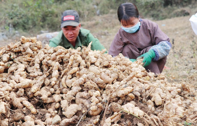 Trồng gừng trên đá, dân nghèo &quot;rủng rỉnh&quot; tiền - Ảnh 1.