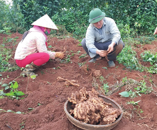 Trồng gừng trên đá, dân nghèo &quot;rủng rỉnh&quot; tiền - Ảnh 2.