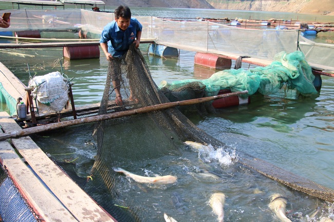 Hiệu quả từ phong trào nông dân thi đua sản xuất, kinh doanh giỏi ở Sơn La - Ảnh 3.