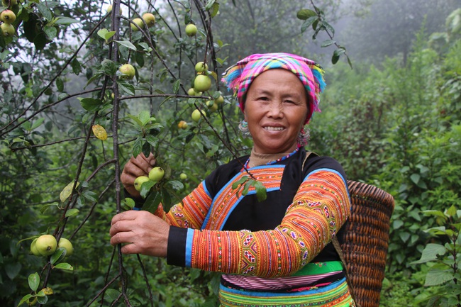 Hiệu quả từ phong trào nông dân thi đua sản xuất, kinh doanh giỏi ở Sơn La - Ảnh 2.