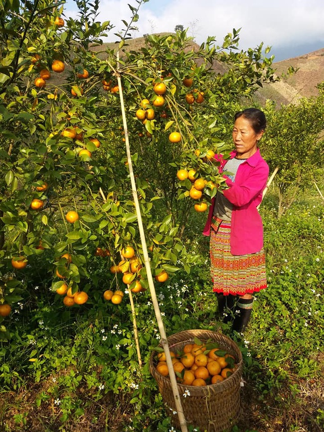 Trồng quýt đường trên cao nguyên, ăn một lần là mê  - Ảnh 2.