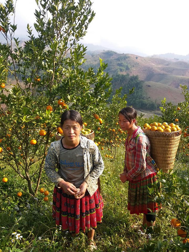 Trồng quýt đường trên cao nguyên, ăn một lần là mê  - Ảnh 3.