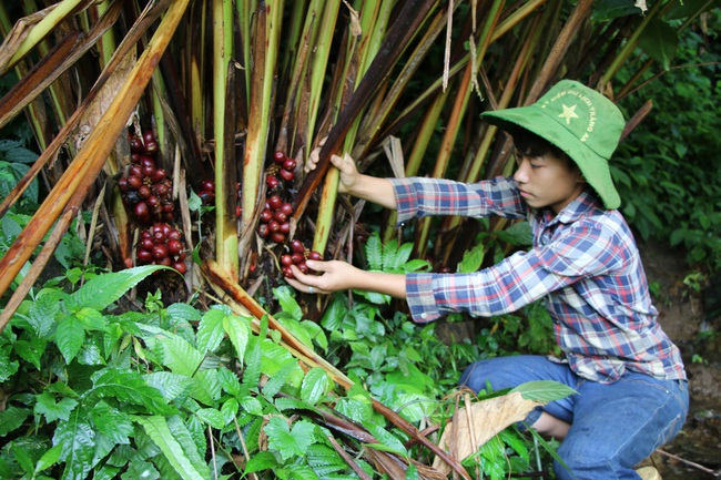 Mường La xóa đói giảm nghèo từ trồng cây dược liệu - Ảnh 6.