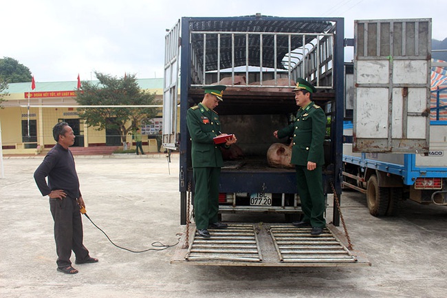 Quảng Ninh: Bắt giữ 1,8 tấn lợn thịt chuẩn bị vượt biên - Ảnh 2.