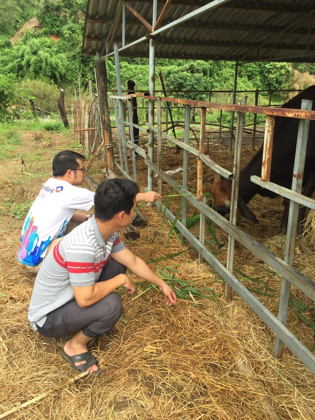 Sẽ bàn giao đàn bò tót lai F1 cho Vườn Quốc gia Ninh Thuận - Ảnh 2.