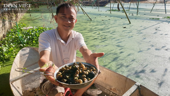 Thái Bình: Nuôi ốc nhồi trong ao bèo tấm, cả năm không phải cho ăn mà vẫn hái ra tiền - Ảnh 7.