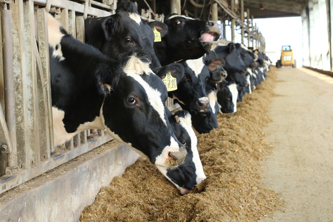 Dự án chăn nuôi bò sữa và chế biến sữa công nghệ cao tại Cao Bằng: Chìa khóa vàng mở cửa đất khó - Ảnh 3.