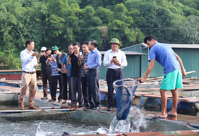 Gắn sao OCOP cho sản phẩm cá  nuôi lồng bè - Ảnh 1.