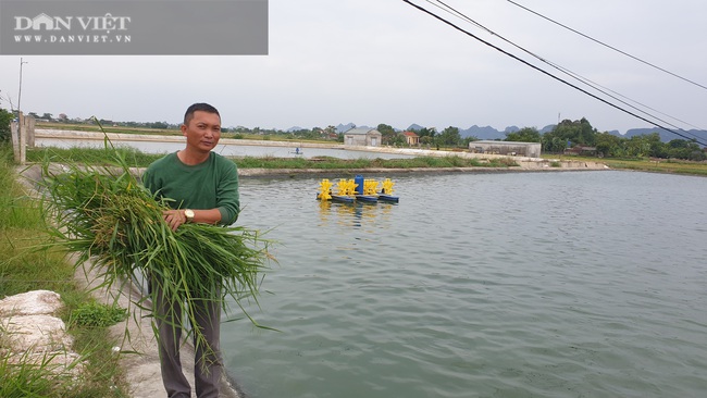 Ninh Bình: Biến ruộng hoang thành ao nuôi bạt ngàn cá khủng, con nào con đấy to đẫy đà  - Ảnh 3.