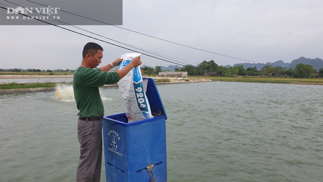 Ninh Bình: Biến ruộng hoang thành ao nuôi bạt ngàn cá khủng, con nào con đấy to đẫy đà - Ảnh 5.