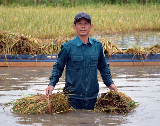 Cà Mau: Vùng ngọt hóa lao đao vì ngập, lúa thiệt hại, học sinh phải nghỉ học - Ảnh 1.