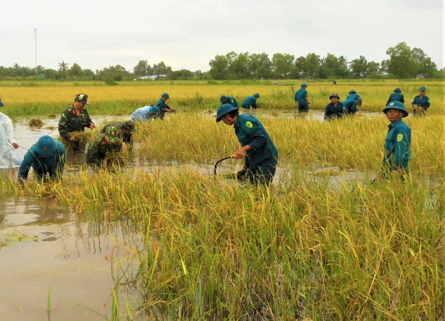 Cà Mau: Bộ đội giúp dân cắt lúa, đắp bờ vuông do ngập lụt - Ảnh 1.