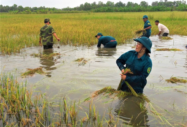 Cà Mau: Bộ đội giúp dân cắt lúa, đắp bờ vuông do ngập lụt - Ảnh 2.