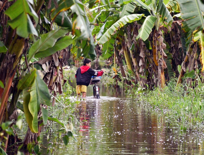 Cà Mau: Vùng ngọt hóa lao đao vì ngập, lúa thiệt hại, học sinh phải nghỉ học - Ảnh 3.
