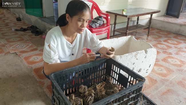 Nam Định: Cho chim trĩ ăn chuối, uống nước tỏi mà đẻ sòn sòn, gái 8x bỏ túi trăm triệu - Ảnh 5.