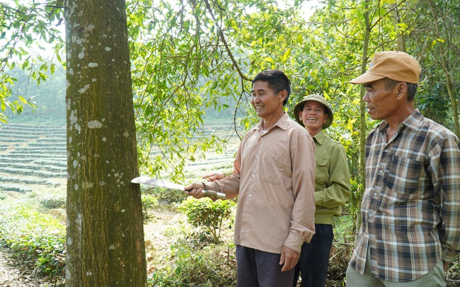 Nỗ lực giảm mất rừng, suy thoái rừng - Ảnh 2.