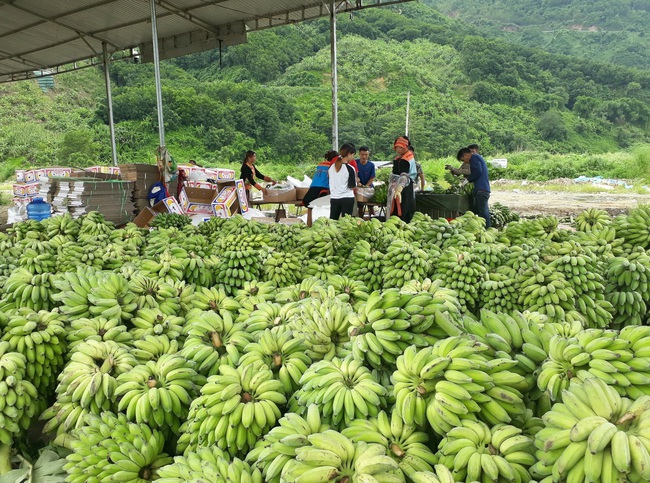 Ấm no nhờ trồng chè, cây dược liệu, cây ăn quả... - Ảnh 1.