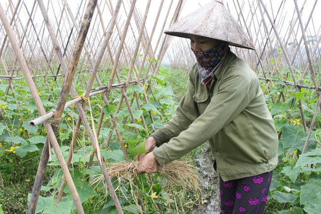 Vĩnh Phúc xây dựng nông thôn mới: Làm nông nghiệp gắn với bảo vệ môi trường - Ảnh 1.