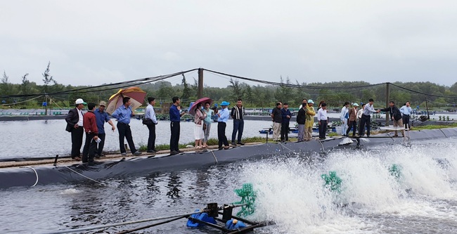 Nuôi tôm thẻ chân trắng trên cát: Hiệu quả cao, bền vững - Ảnh 1.