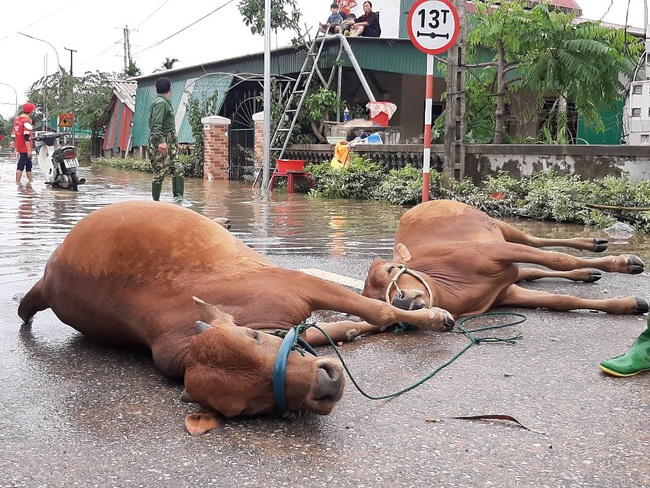 Nhà nông vùng lũ trắng tay,  mong có cây, con giống - Ảnh 3.