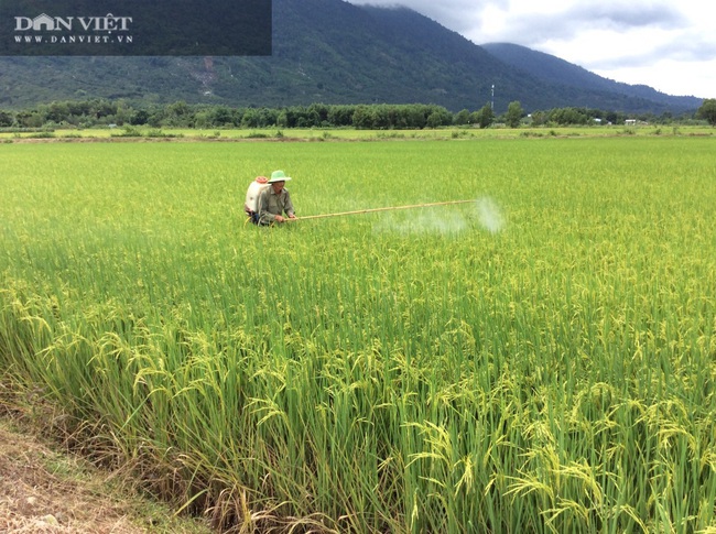 Quy trình sản xuất “gạo lạ” ngon sạch có giá đắt gấp 3 lần gạo thường - Ảnh 13.