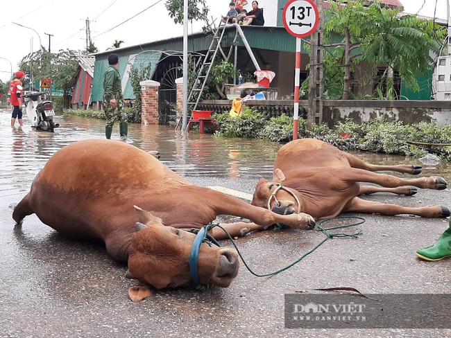 Hà Tĩnh: Sau lũ người dân Miền Trung cần những gì - Ảnh 5.